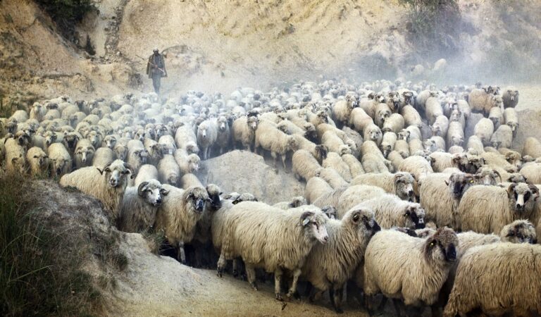 15. Anarşinin Antropolojisi – Anarşist Çobanlar – Harold B. Barclay